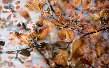 Картинка природа листья ветки