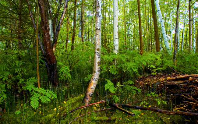 Обои картинки фото природа, лес, деревья, ветки, трава, кусты, зелень, березы