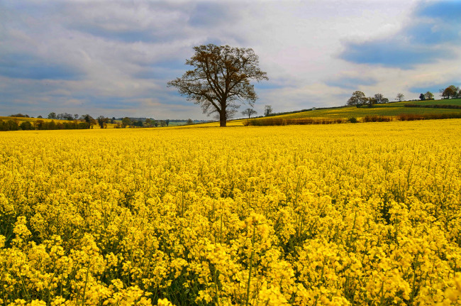 Обои картинки фото природа, поля, поле, цветы, дерево