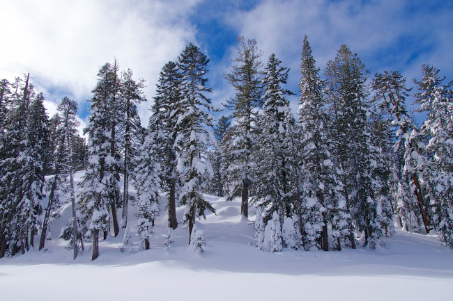 Обои картинки фото природа, зима, ели, снег