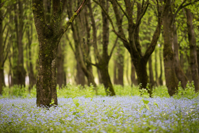 Обои картинки фото природа, лес, деревья, весна, цветы