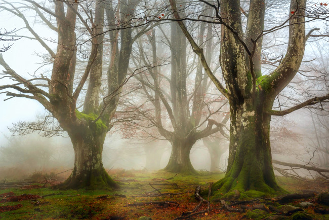 Обои картинки фото природа, лес, осень, ноябрь, дымка, деревья, мох, ветки, листва, трава