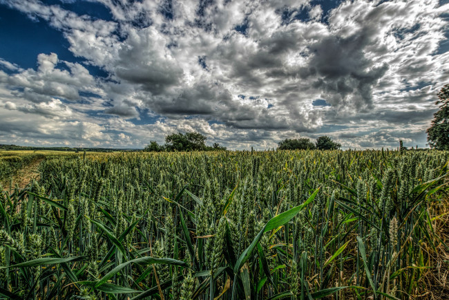 Обои картинки фото природа, поля, поле, посевы