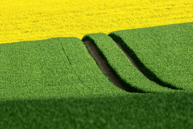 Обои картинки фото природа, поля, весна, поле, дорога, рапс