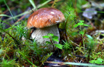 Картинка природа грибы боровик