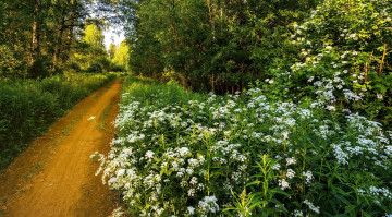 Картинка природа дороги заросли дорога лесная