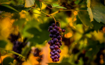 Картинка природа Ягоды +виноград гроздь