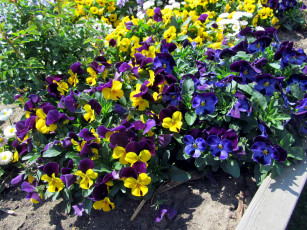 Картинка цветы анютины+глазки+ садовые+фиалки много