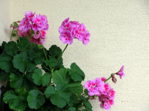 Картинка цветы герань розовый