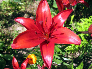 Картинка цветы лилии +лилейники красный