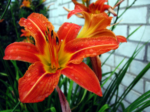 Картинка цветы лилии +лилейники лилейник оранжевый