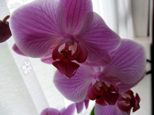 Картинка цветы орхидеи экзотика