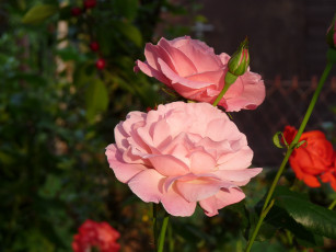 Картинка цветы розы розовый