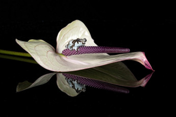 Картинка животные лягушки лягушка