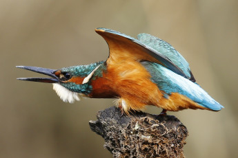 Картинка животные зимородки птичка