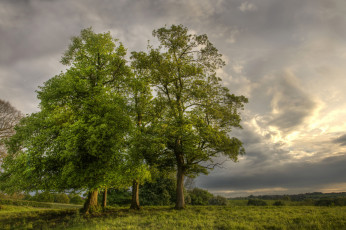 Картинка природа деревья простор