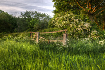 Картинка природа лес простор