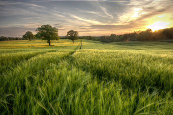 Картинка природа поля простор