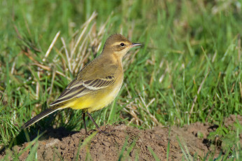 Картинка животные птицы птичка