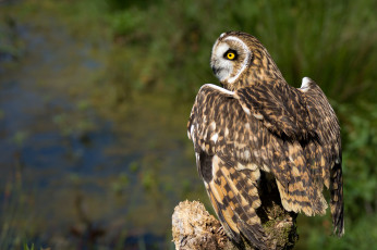 Картинка животные совы птичка