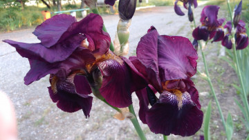 Картинка цветы ирисы