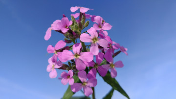 Картинка цветы луговые+ полевые +цветы макро