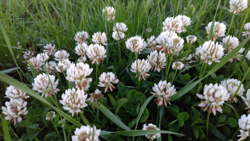 Картинка цветы луговые+ полевые +цветы макро