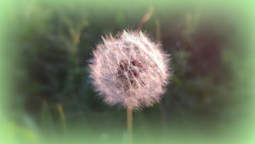 Картинка цветы одуванчики одуванчик