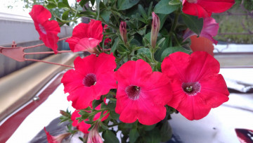 Картинка цветы петунии +калибрахоа макро