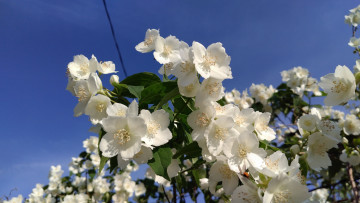 Картинка цветы жасмин