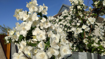 Картинка цветы жасмин