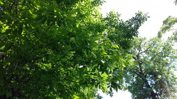 Картинка природа деревья