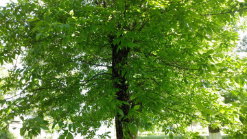 Картинка природа деревья дерево