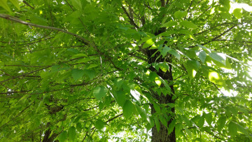 Картинка природа деревья дерево