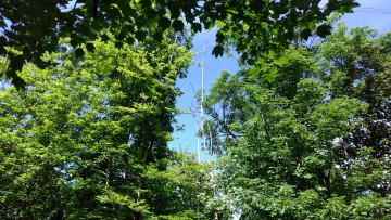 Картинка природа деревья парк весна пейзаж май