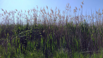 Картинка природа другое камыш