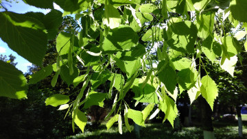 Картинка природа листья