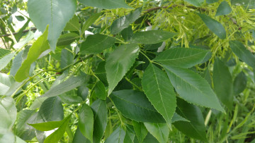 Картинка природа листья