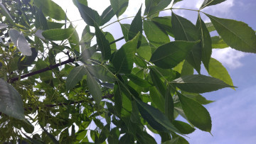 Картинка природа листья