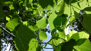 Картинка природа листья май весна