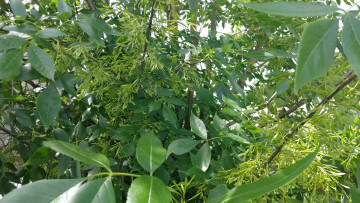 Картинка природа листья растения