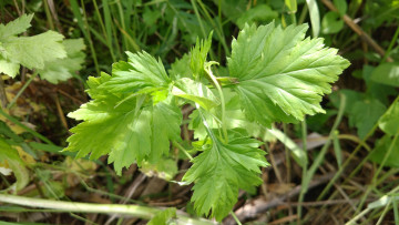 Картинка природа листья трава