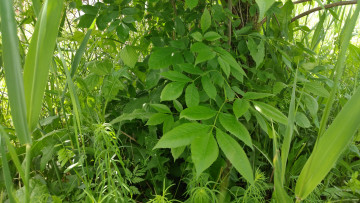 Картинка природа листья трава