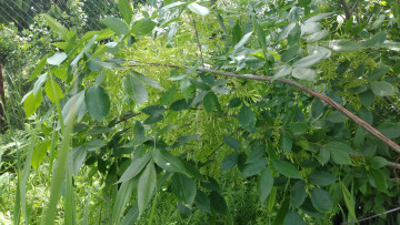 Картинка природа листья ветка