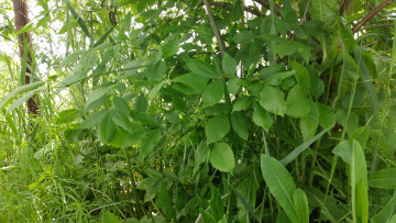 Картинка природа листья зелень