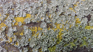 Картинка природа макро мох