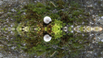 Картинка природа макро ракушка