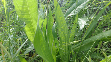 Картинка природа макро трава