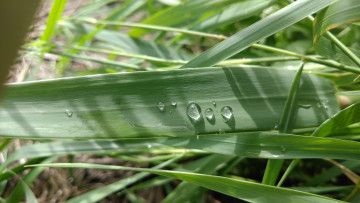 Картинка природа макро трава