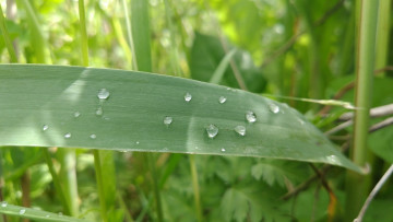 Картинка природа макро трава